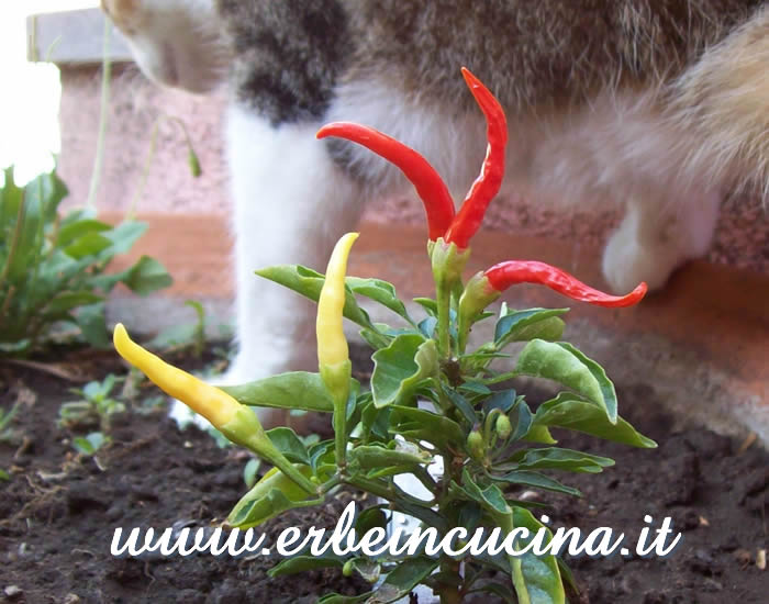 Peperoncini Medusa a vari stadi di maturazione... e gatta sullo sfondo / Ripe and unripe Medusa chili pods... and cat on the background