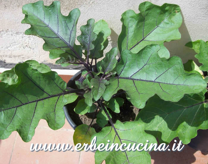 Pianta di melanzana de Almagro in fioritura / Aubergine de Almagro plant, blooming