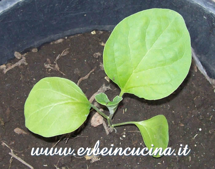 Melanzana bianca trapiantata / White Eggplant, transplanted