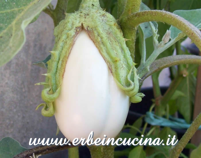Melanzana bianca pronta da raccogliere / White Eggplant, ready to be harvested