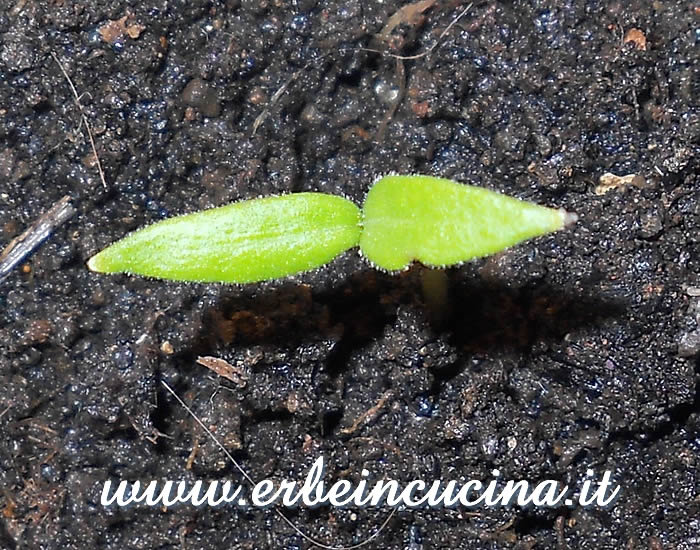 Melanzana Bianca Sfumata di Rosa appena nata / Newborn Bianca Sfumata di Rosa Aubergine