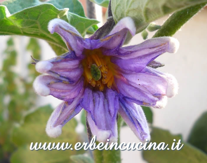 Fiore di melanzana Bianca Sfumata di Rosa / Bianca Sfumata di Rosa (White-Pink) Aubergine Flower