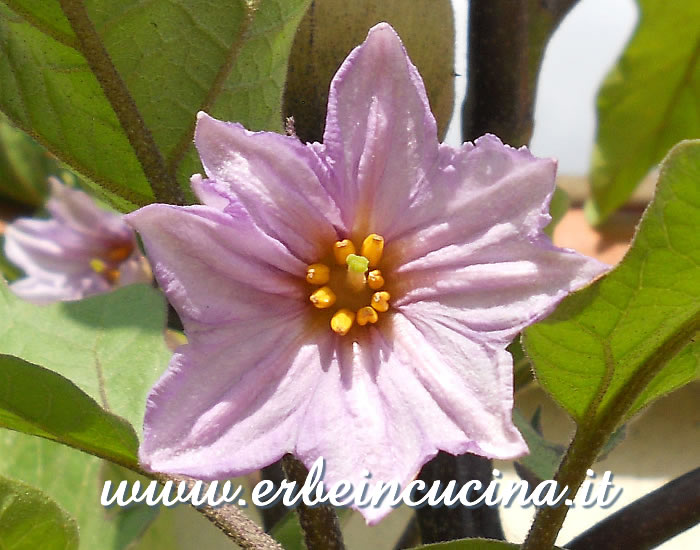 Fiore di melanzana Carina / Aubergine Carina flower