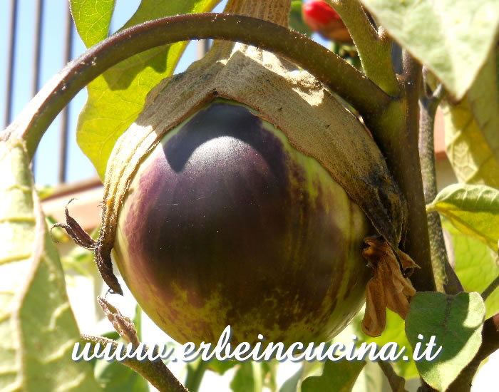 Melanzana Carina / Aubergine Carina