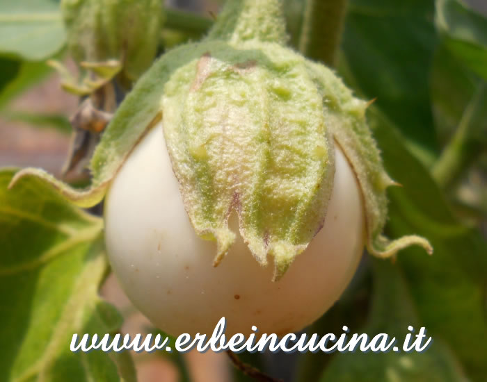 Melanzana bianca Huevo de Oro / Huevo de Oro eggplant
