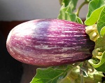 Eggplant Listada de Gandia