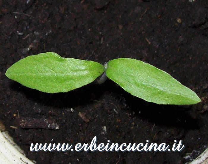 Melanzana Listada de Gandia appena nata / Newborn Aubergine Listada de Gandia