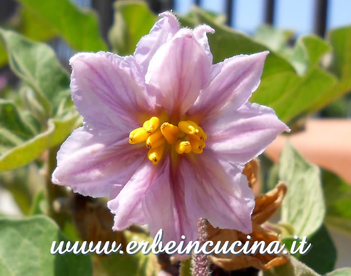 Fiore di Melanzana Listada de Gandia / Aubergine Listada de Gandia Flower