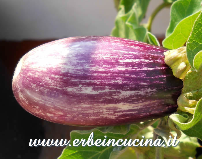 Melanzana Listada de Gandia pronta da raccogliere / Aubergine Listada de Gandia ready to be harvested