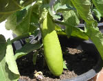 Raveena Green Eggplant