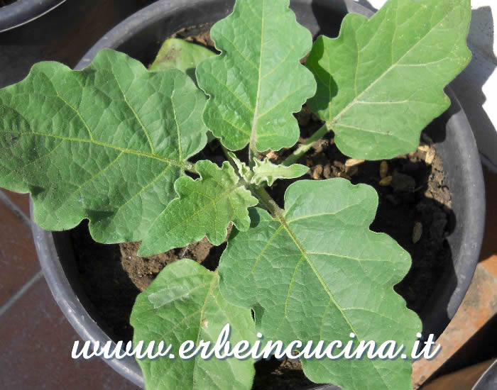 Giovane pianta di melanzana Raveena verde / Young Green Raveena eggplant