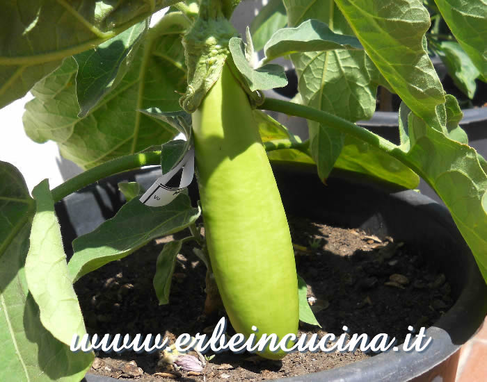 Melanzana Raveena verde pronta da raccogliere / Green Raveena eggplant, ready to be harvested