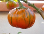 Eggplant Rossa di Rotonda