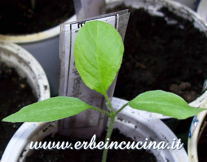 Melanzana Rossa di Rotonda, prima foglia vera / Rossa di Rotonda Eggplant, first true leaf