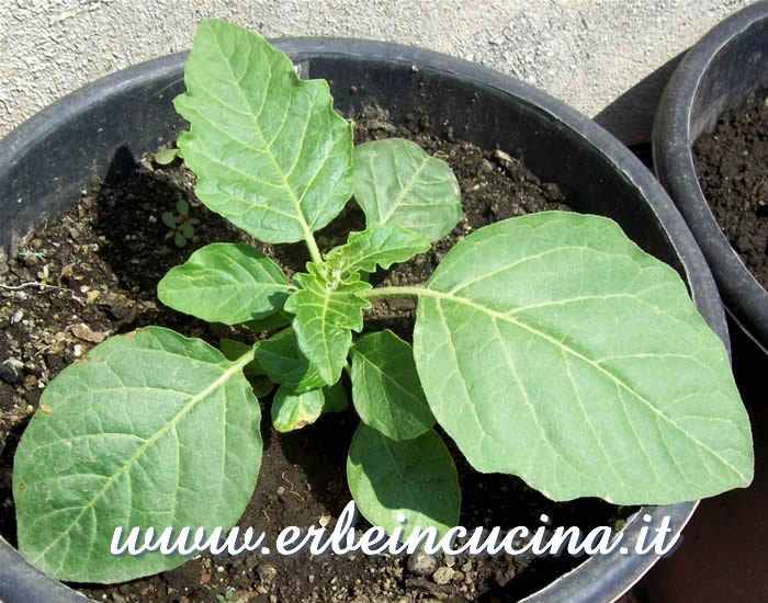 Melanzana Rossa di Rotonda trapiantata / Rossa di Rotonda Eggplant, transplanted