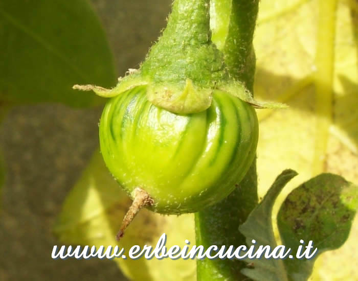 Piccola Melanzana Rossa di Rotonda non ancora matura / Small Unripe Rossa di Rotonda Eggplant