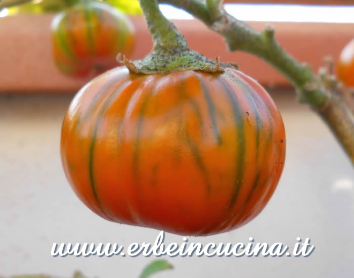 Melanzana Rossa di Rotonda matura / Ripe Rossa di Rotonda Eggplant