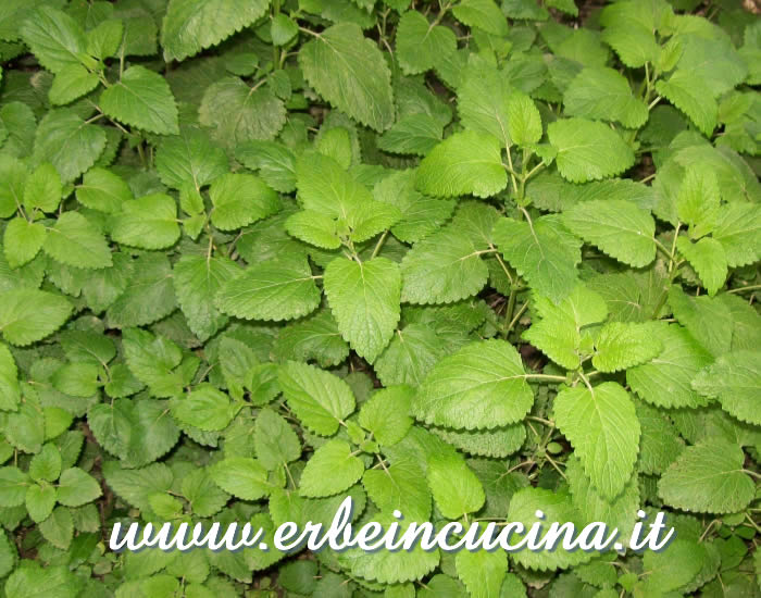 Melissa primaverile pronta da raccogliere / Spring Lemon Balm, ready to be harvested