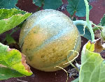 Melone Cantalupo