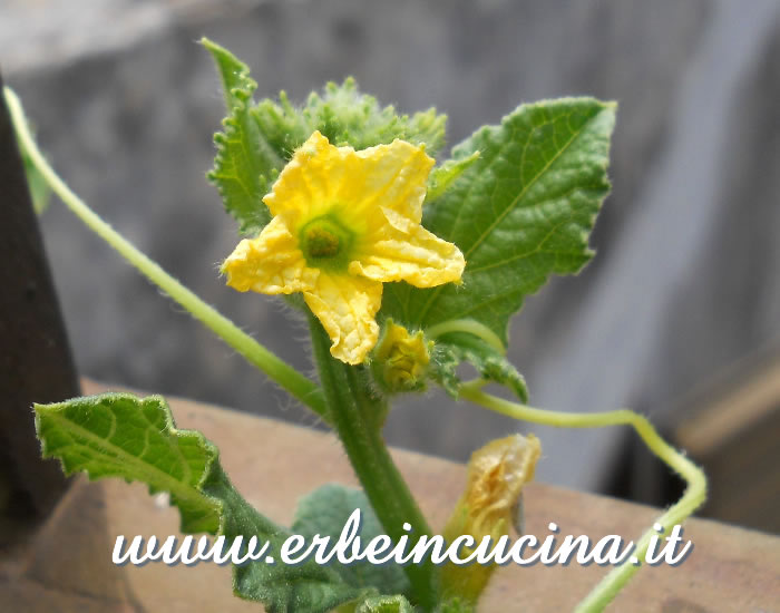 Fiore di melone cantalupo / Cantaloupe melon flower