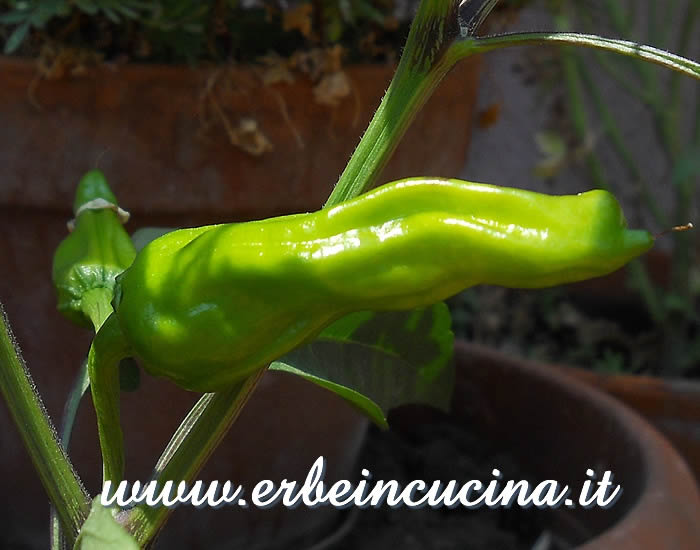 Peperoncino Melrose non ancora maturo / Unripe Melrose chili pod