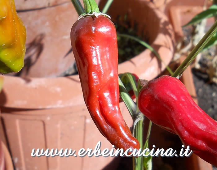 Peperoncino Melrose maturo / Ripe Melrose chili pod