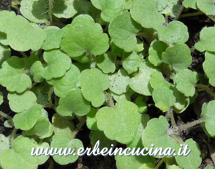 Menta coreana appena nata / Newborn Korean mint