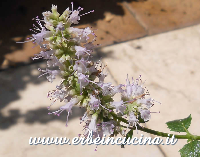 Fiore di menta coreana / Korean mint flower