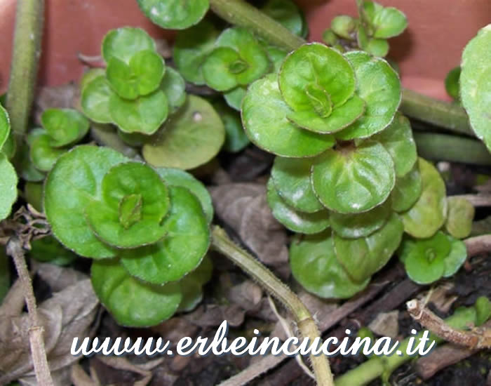 Prime foglie dopo la quiescenza invernale / Leaves emerging from winter dormancy