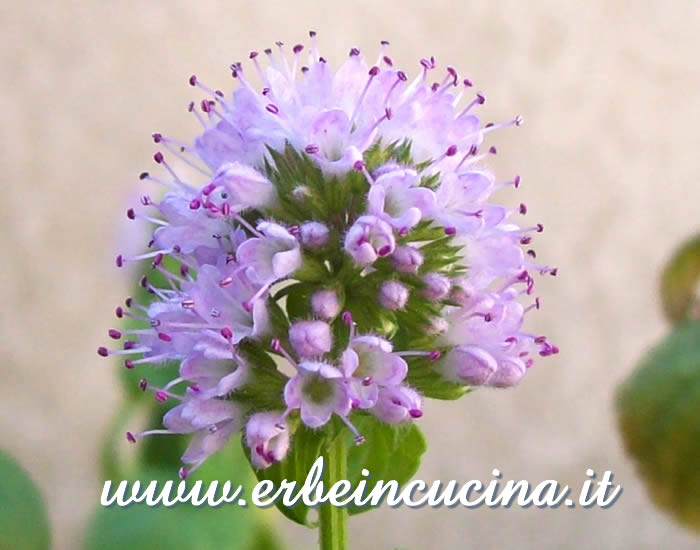 Fiore di menta glaciale / White Mint Flower