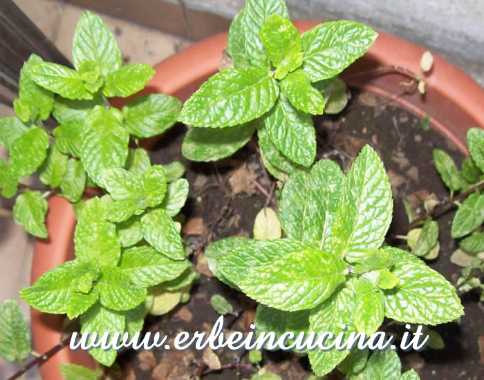 Menta longifolia da raccogliere / Horsemint, harvest season
