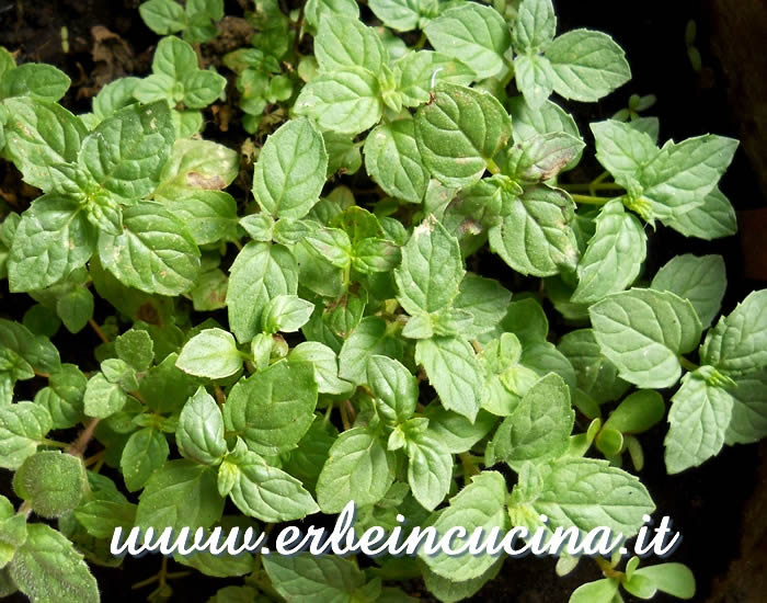 Menta romana / Spearmint