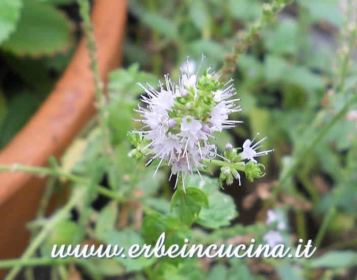 Fiore di menta romana / Spearmint flower