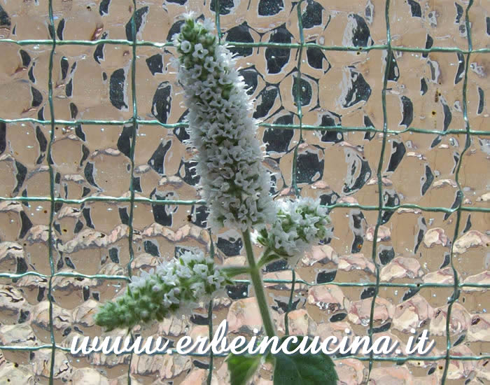 Fiori di mentastro / Apple mint flowers