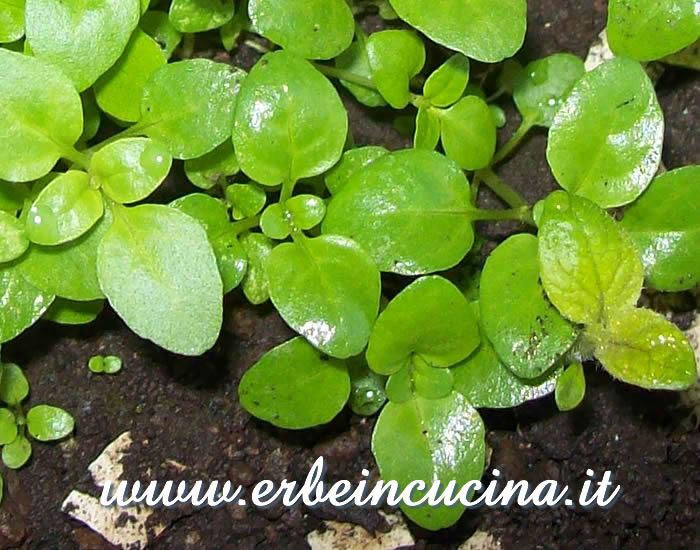 Piantine neonate di mentuccia / Newborn Pennyroyal Plants