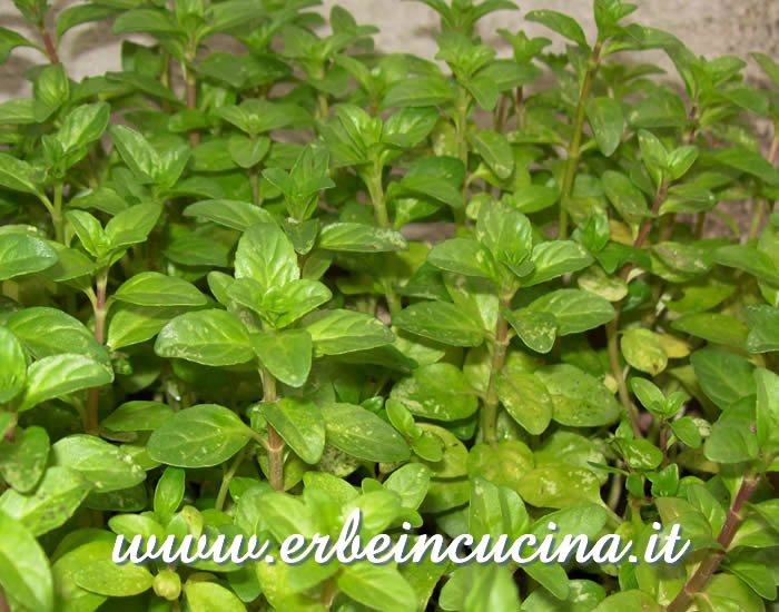 Mentuccia pronta da raccogliere / Pennyroyal, ready to be harvested