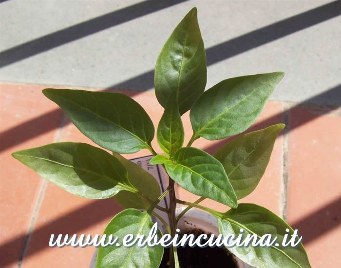 Giovane pianta di Mexican Red Cayenne / Mexican Red Cayenne, young plant