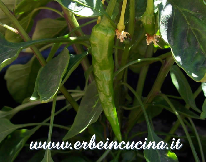 Peperoncino Mexican Red Cayenne non ancora maturo / Unripe Mexican Red Cayenne chili pepper pod