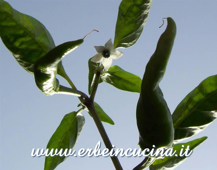 Fiore e peperoncini Mexican Red Cayenne / Mexican Red Cayenne flower and pods