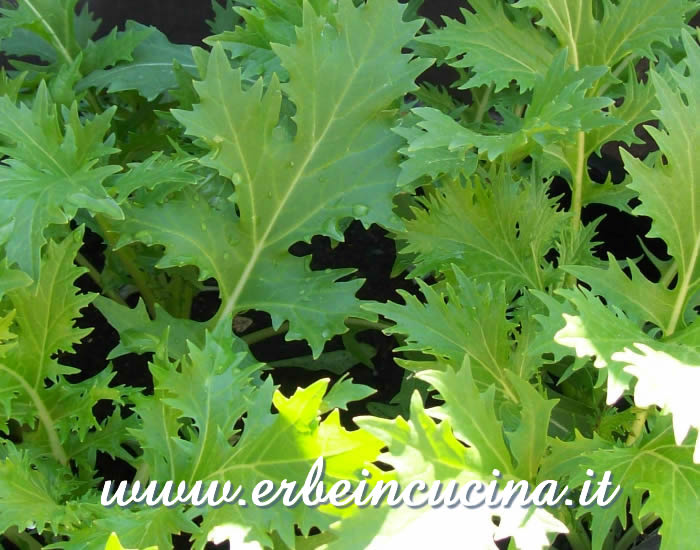 Mizuna pronta da raccogliere / Mizuna, ready to be harvested