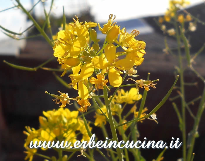 Fiori e baccelli di mizuna / Mizuna flowers and seed pods