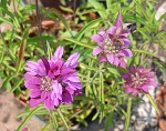 Monarda Citriodora