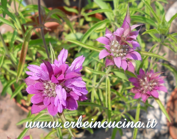 Fiori di monarda citriodora / Lemon Bergamot flower