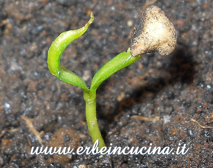 Peperoncino Mulato Isleno con cotiledoni appena liberati / Newborn Mulato Isleno Chili Pepper