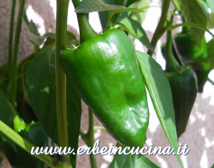 Peperoncino Mulato Isleno non ancora maturo / Unripe Mulato Isleno chili pod