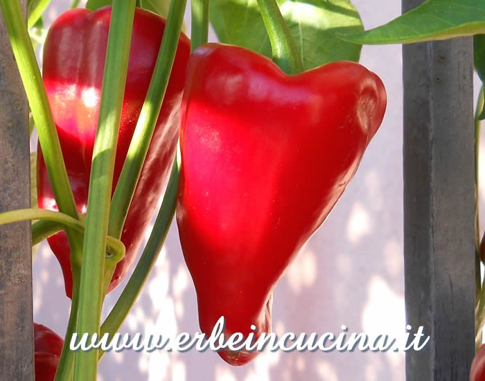 Peperoncino Mulato Isleno maturo / Ripe Mulato Isleno chili pod