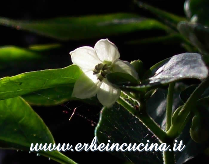 Primo fiore di Nepali Orange / Nepali Orange first flower