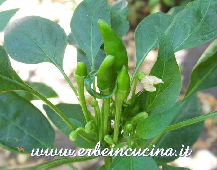 Peperoncini Nepali Orange non ancora maturi / Unripe Nepali Orange chili pepper pods