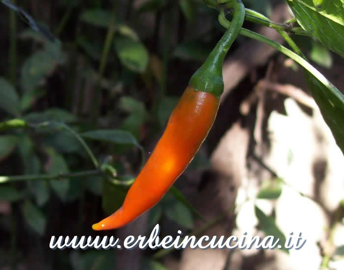 Peperoncino Nepali Orange quasi maturo / Ripe Nepali Orange chili pepper pod