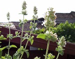 Nepeta Cataria